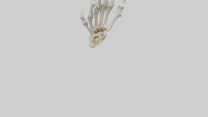3D model Lion Paw Skeleton model VR / AR / low-poly