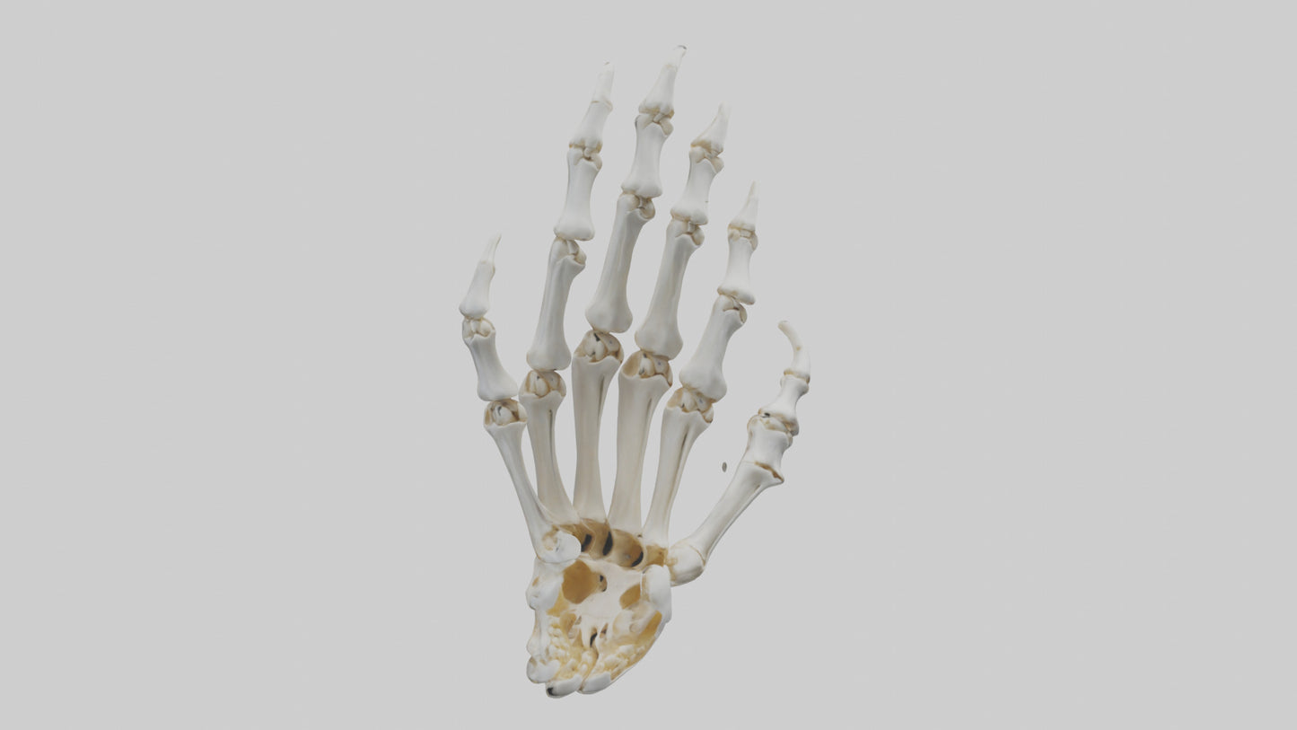 3D model Lion Paw Skeleton model VR / AR / low-poly