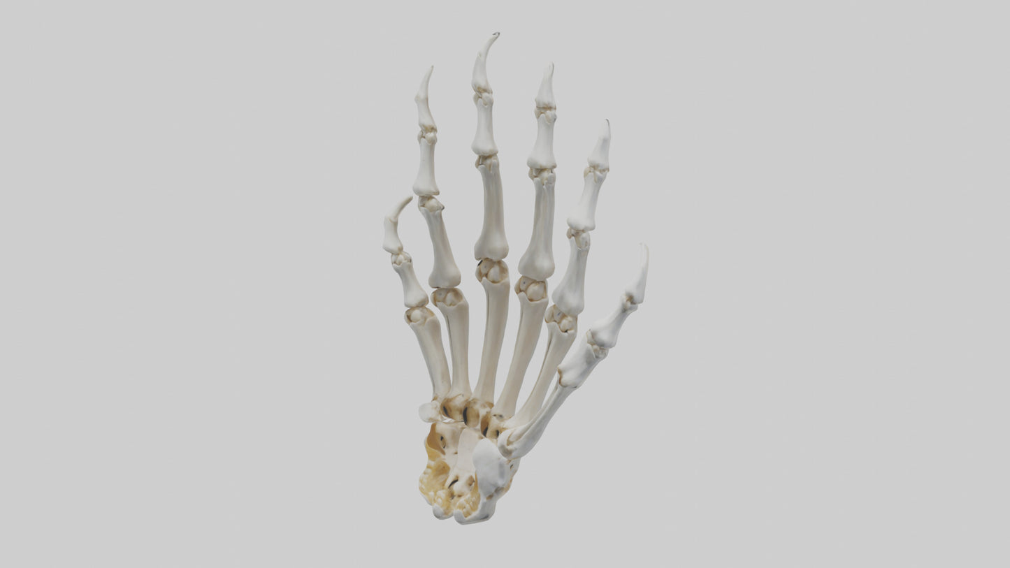 3D model Lion Paw Skeleton model VR / AR / low-poly