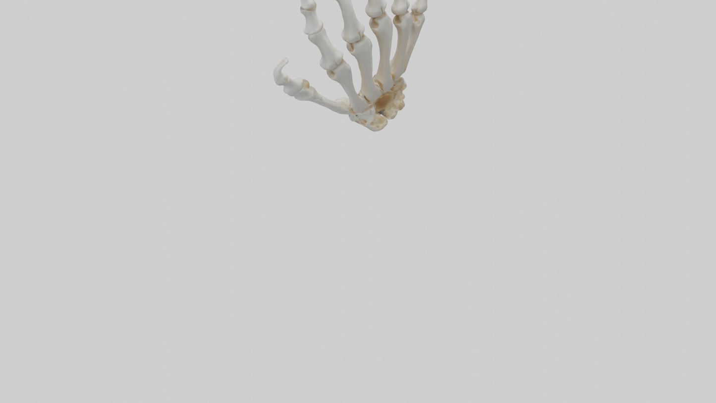3D model Lion Paw Skeleton model VR / AR / low-poly
