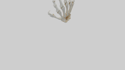 3D model Lion Paw Skeleton model VR / AR / low-poly