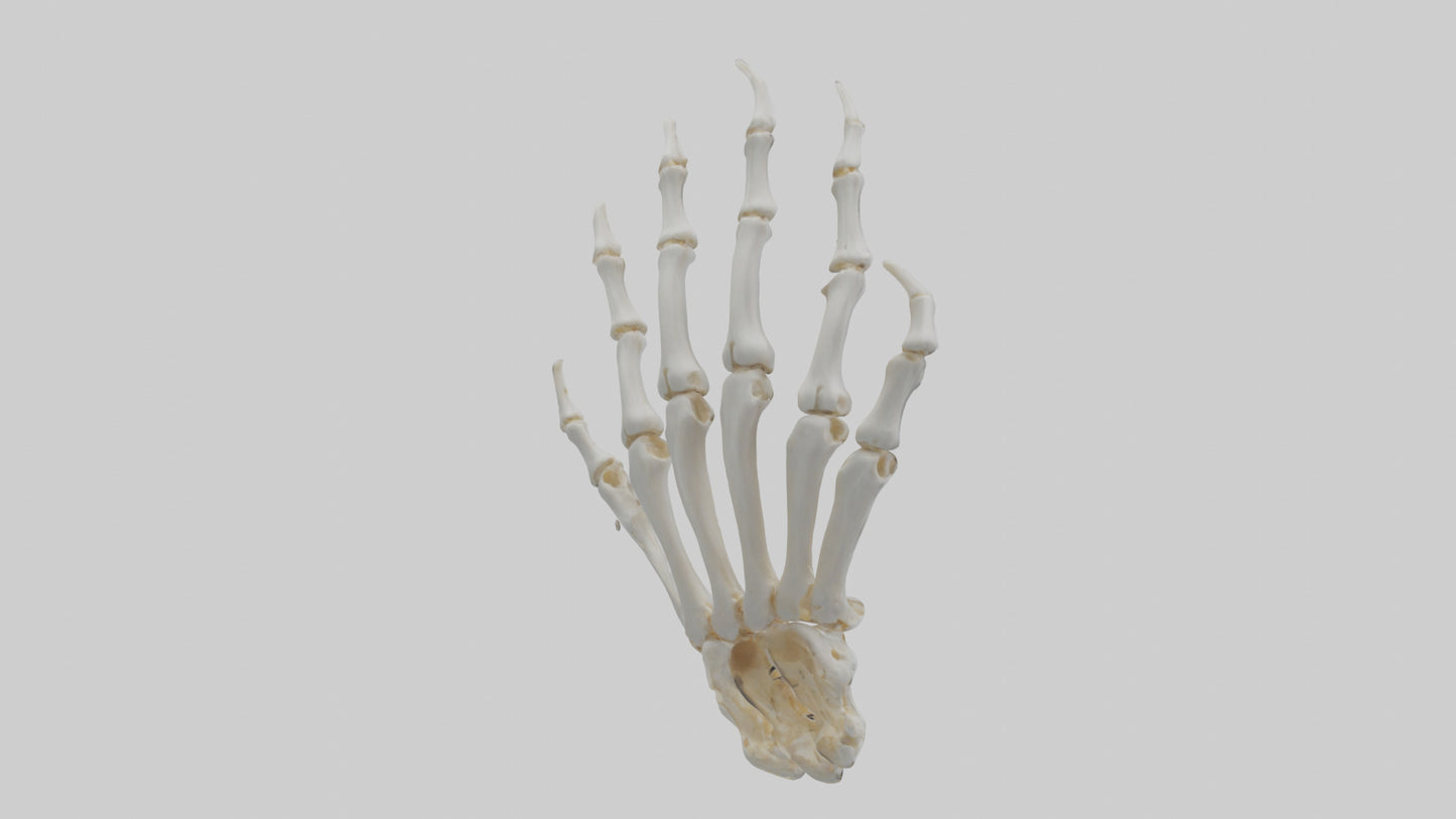 3D model Lion Paw Skeleton model VR / AR / low-poly