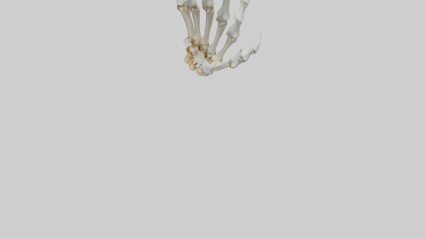 3D model Lion Paw Skeleton model VR / AR / low-poly