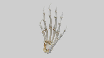 3D model Lion Paw Skeleton model VR / AR / low-poly