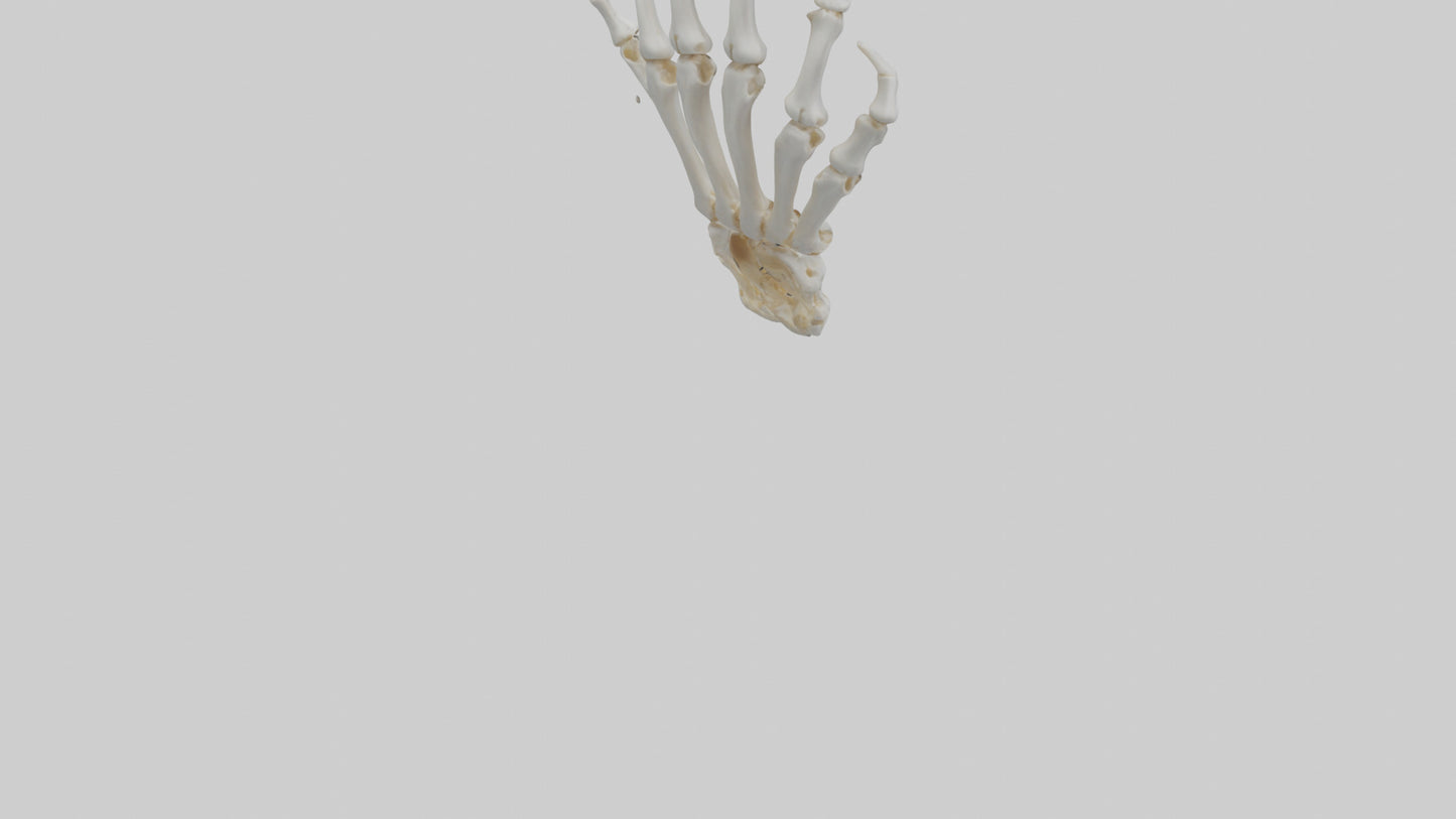 3D model Lion Paw Skeleton model VR / AR / low-poly