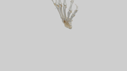 3D model Lion Paw Skeleton model VR / AR / low-poly