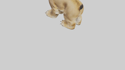 3D model Lion Paws VR / AR / low-poly