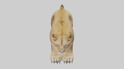 3D model Lion Paws VR / AR / low-poly
