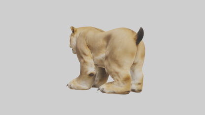 3D model Lion Paws VR / AR / low-poly