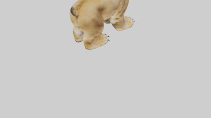 3D model Lion Paws VR / AR / low-poly