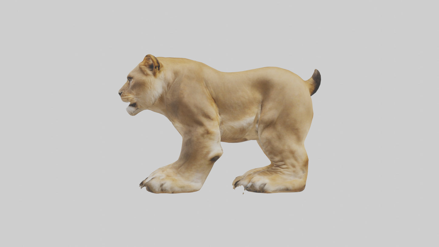 3D model Lion Paws VR / AR / low-poly