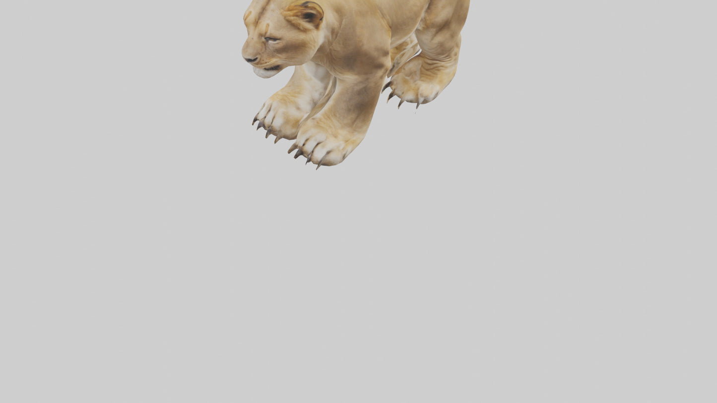 3D model Lion Paws VR / AR / low-poly