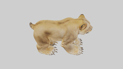 3D model Lion Paws VR / AR / low-poly