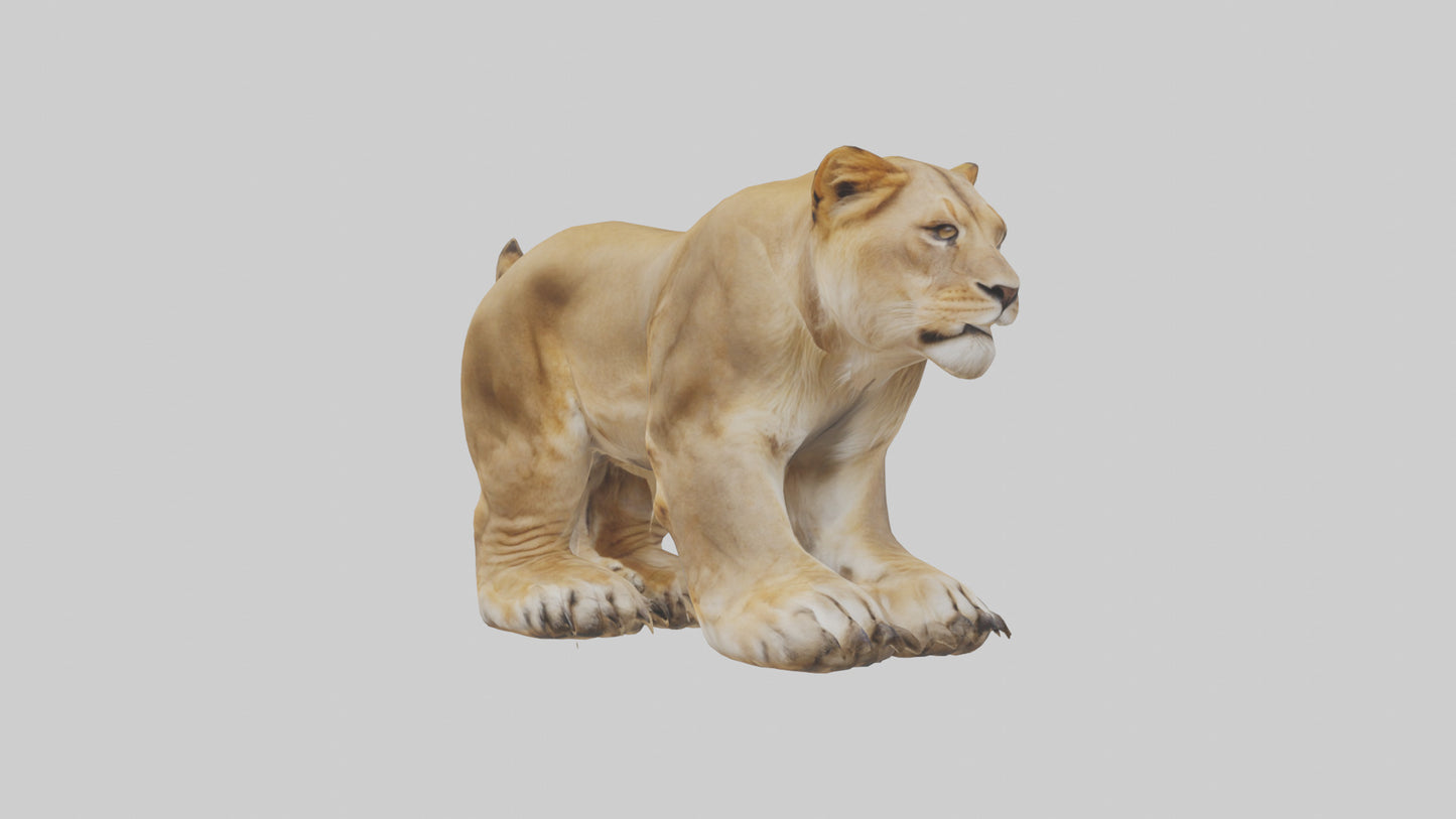 3D model Lion Paws VR / AR / low-poly