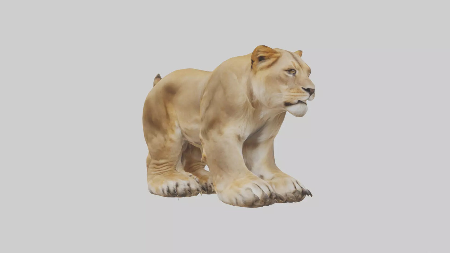 3D model Lion Paws VR / AR / low-poly