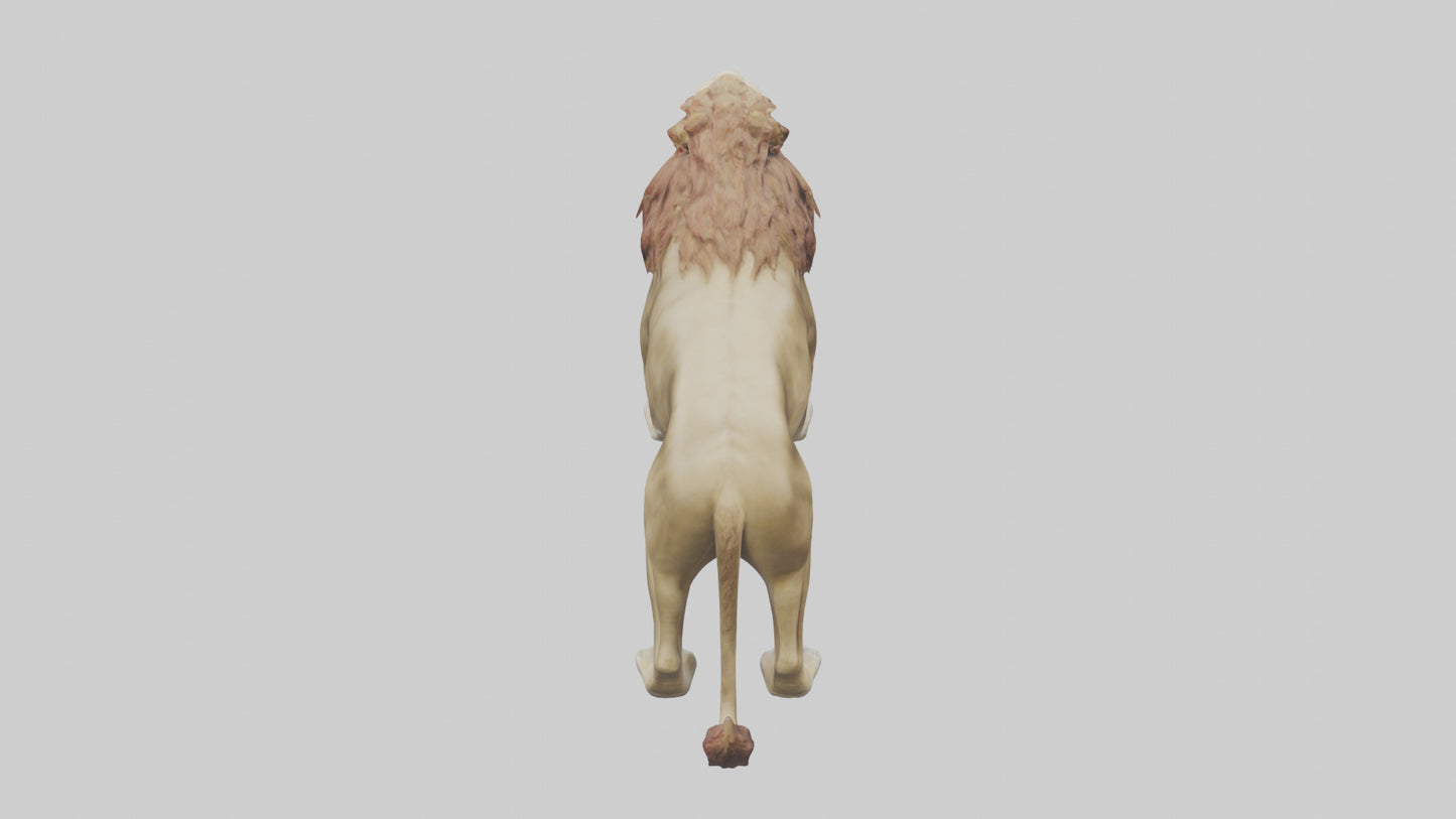 3D model Lion roaring model VR / AR / low-poly
