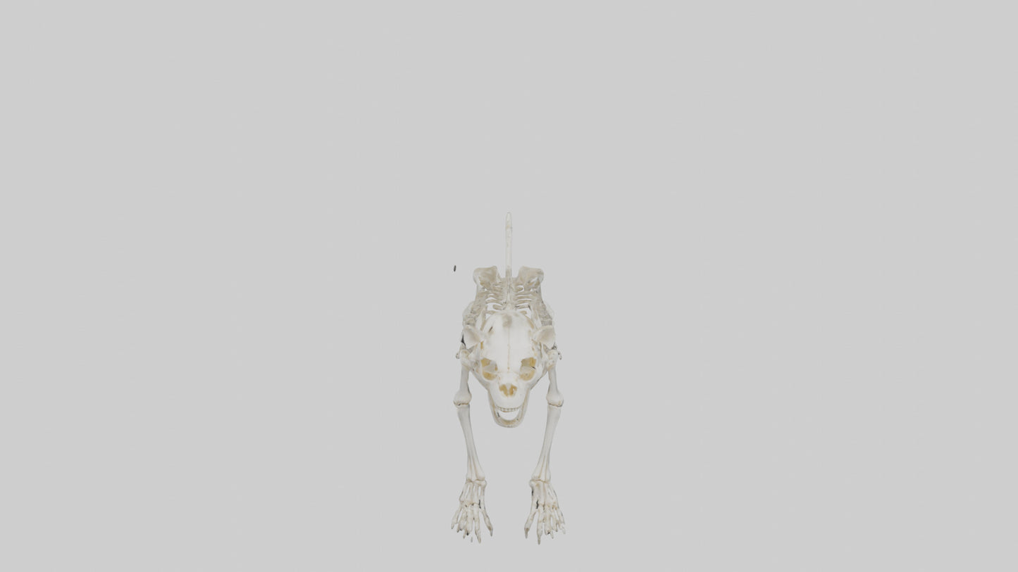 3D model Lion Skeleton model VR / AR / low-poly