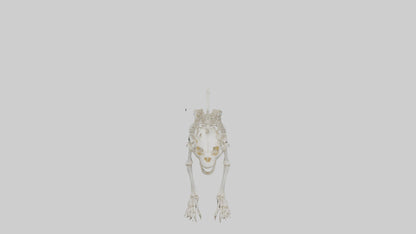 3D model Lion Skeleton model VR / AR / low-poly