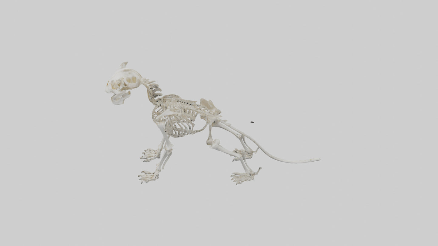 3D model Lion Skeleton model VR / AR / low-poly