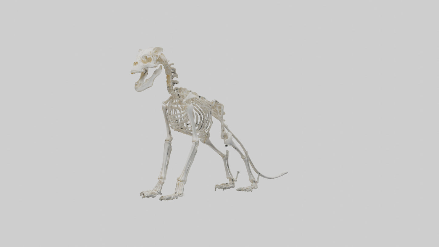 3D model Lion Skeleton model VR / AR / low-poly