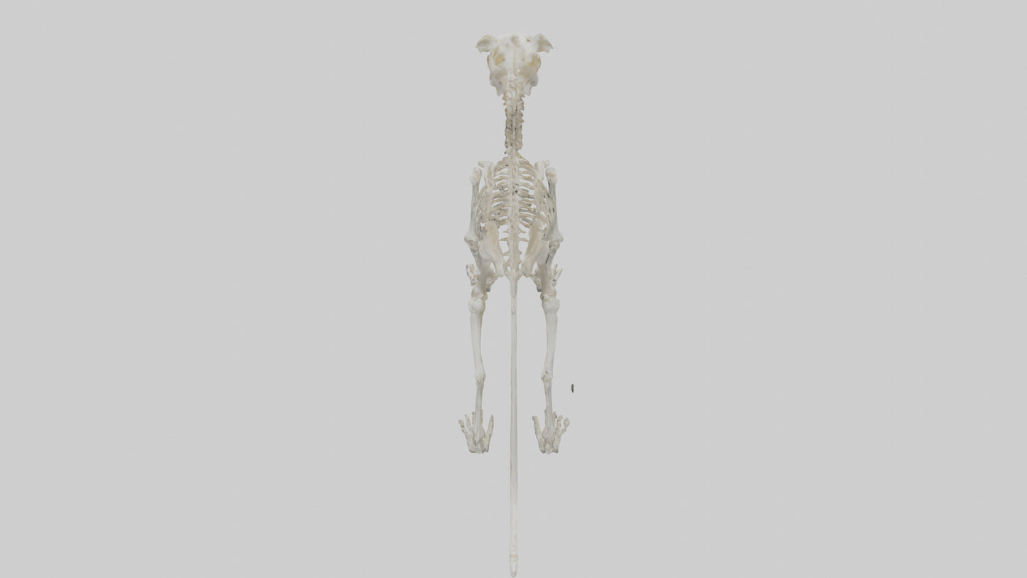 3D model Lion Skeleton model VR / AR / low-poly