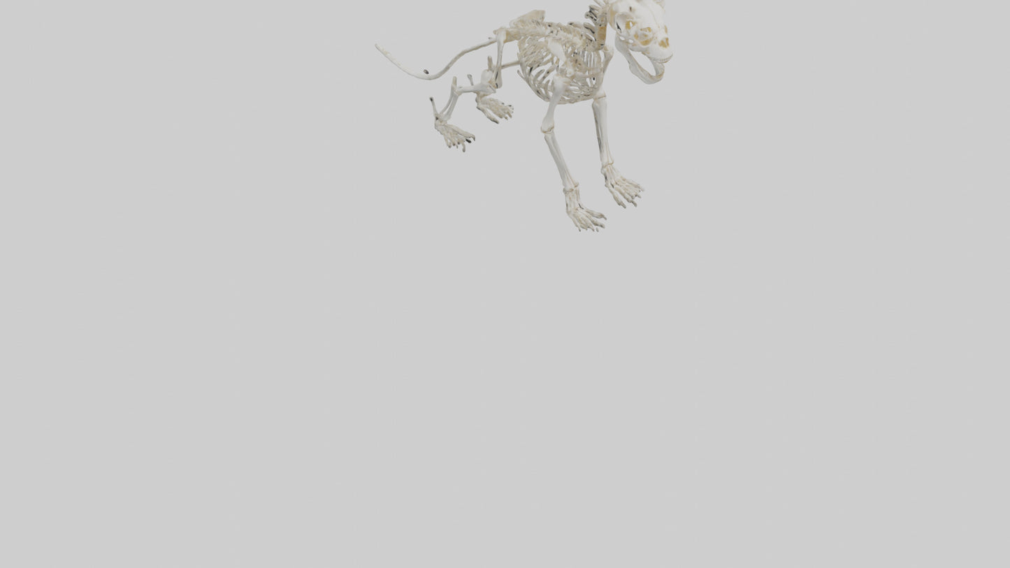 3D model Lion Skeleton model VR / AR / low-poly