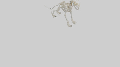 3D model Lion Skeleton model VR / AR / low-poly