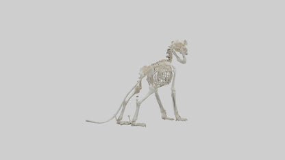 3D model Lion Skeleton model VR / AR / low-poly