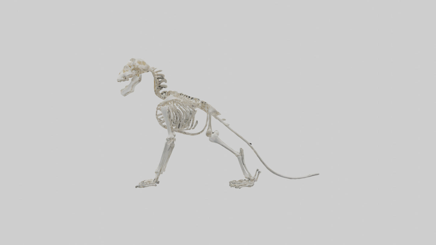 3D model Lion Skeleton model VR / AR / low-poly
