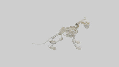 3D model Lion Skeleton model VR / AR / low-poly