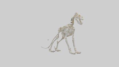 3D model Lion Skeleton model VR / AR / low-poly