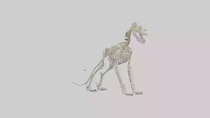 3D model Lion Skeleton model VR / AR / low-poly