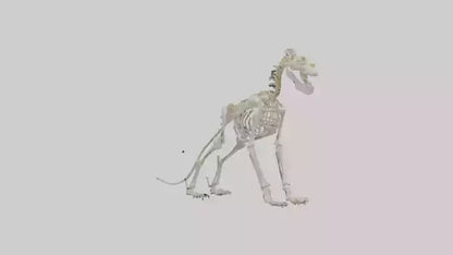 3D model Lion Skeleton model VR / AR / low-poly