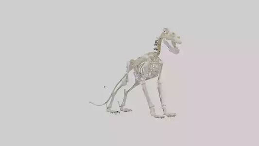 3D model Lion Skeleton model VR / AR / low-poly