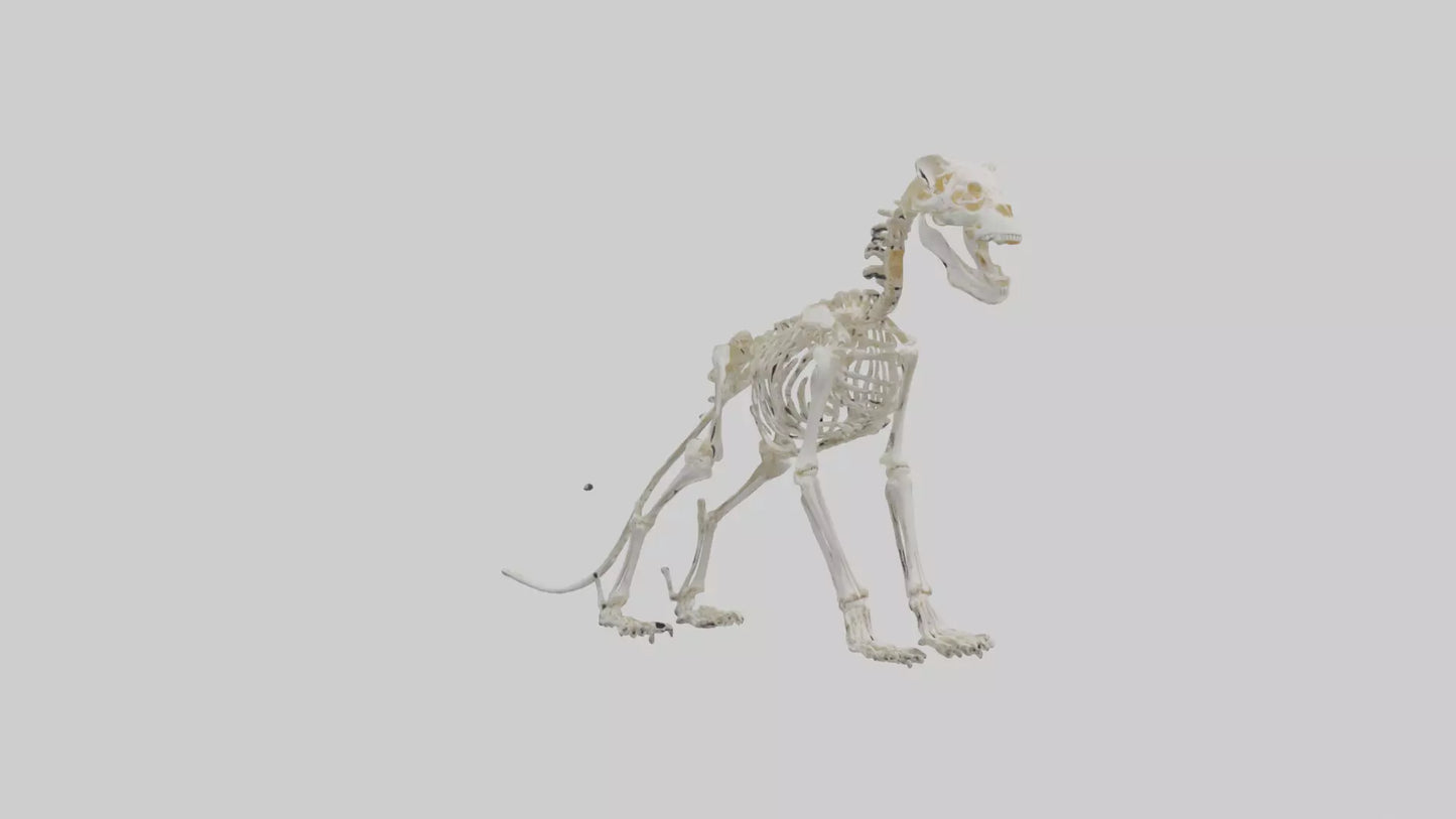 3D model Lion Skeleton model VR / AR / low-poly