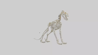 3D model Lion Skeleton model VR / AR / low-poly