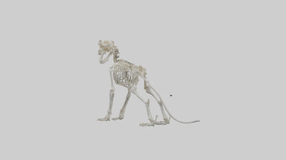 3D model Lion Skeleton model VR / AR / low-poly