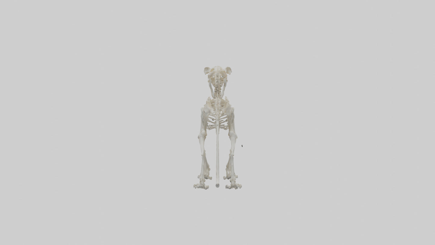 3D model Lion Skeleton model VR / AR / low-poly