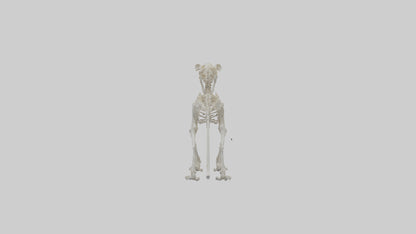 3D model Lion Skeleton model VR / AR / low-poly