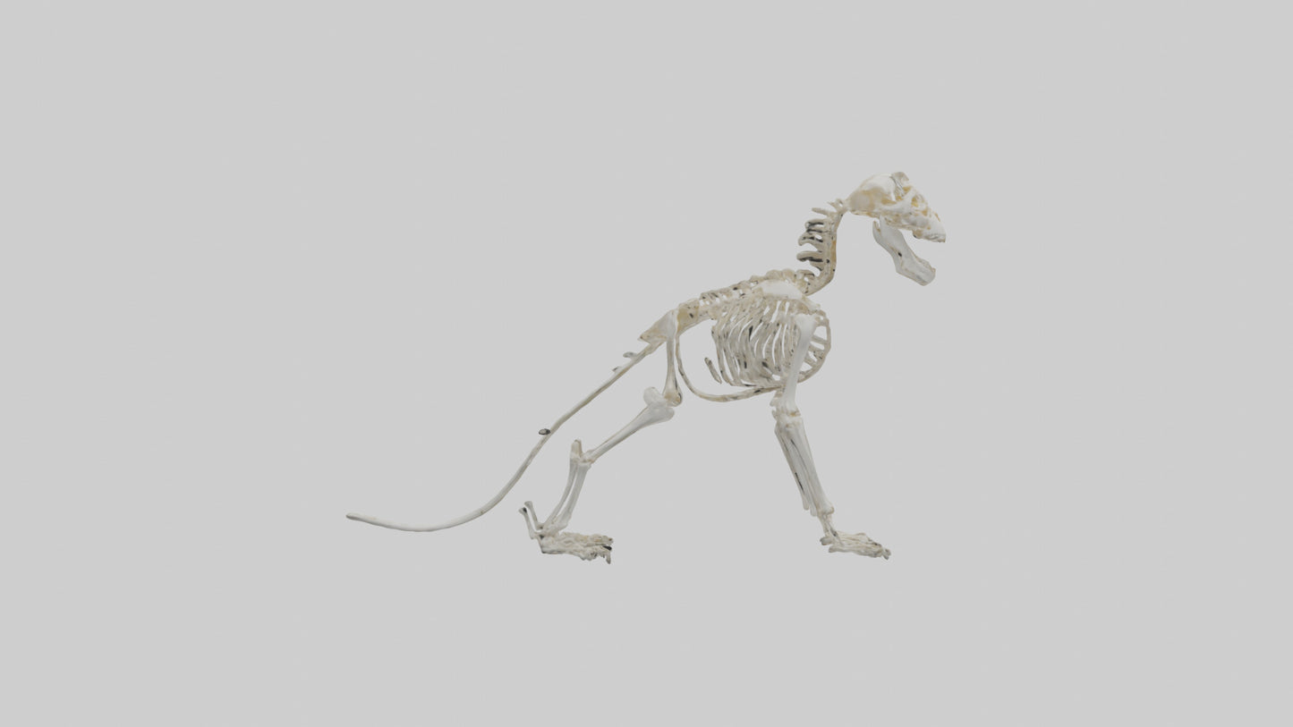 3D model Lion Skeleton model VR / AR / low-poly
