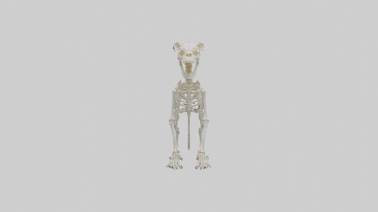 3D model Lion Skeleton model VR / AR / low-poly