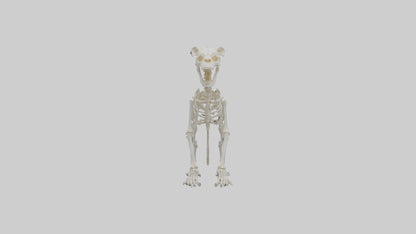 3D model Lion Skeleton model VR / AR / low-poly