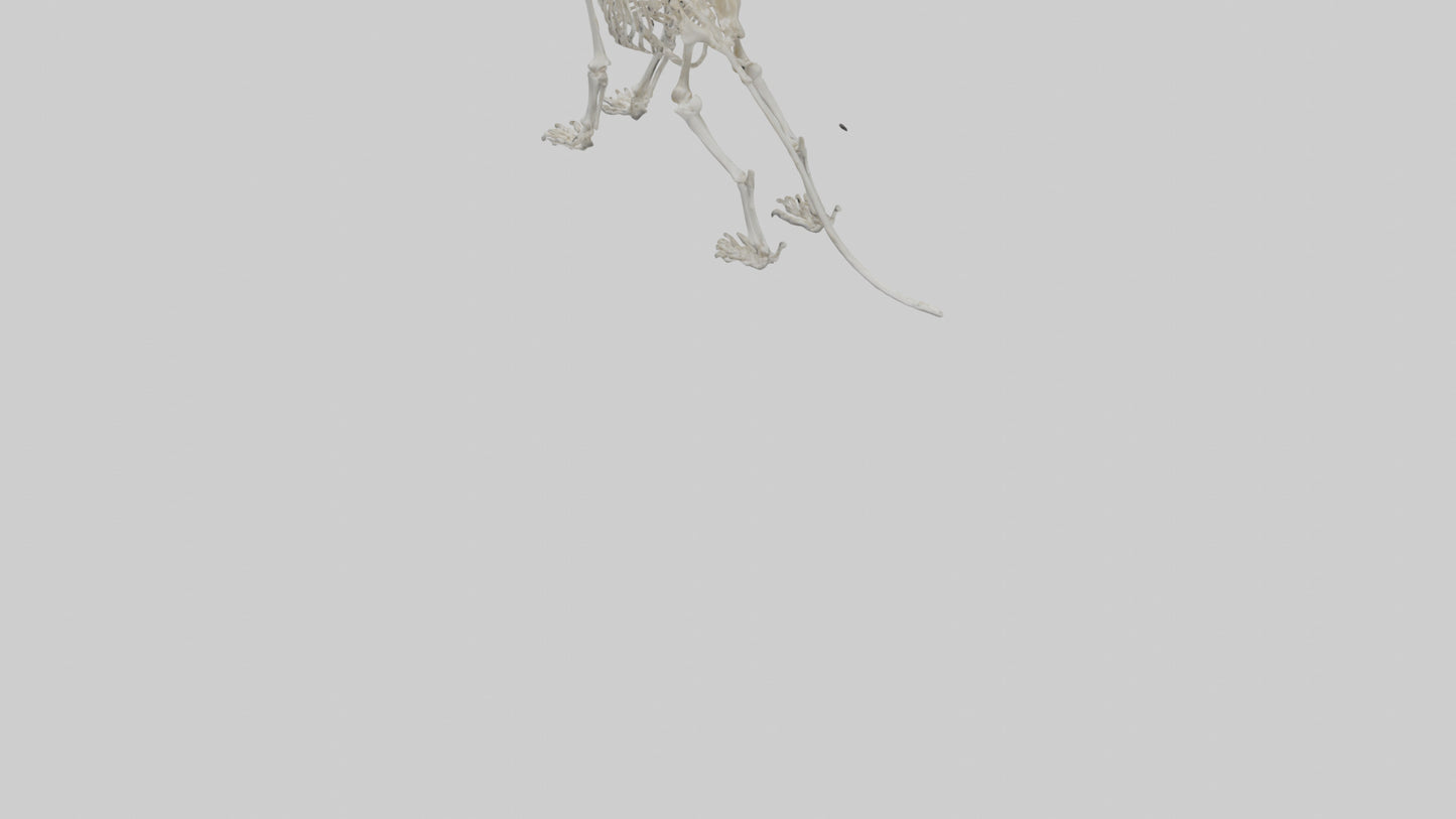 3D model Lion Skeleton model VR / AR / low-poly