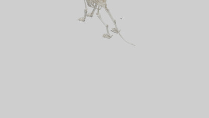3D model Lion Skeleton model VR / AR / low-poly