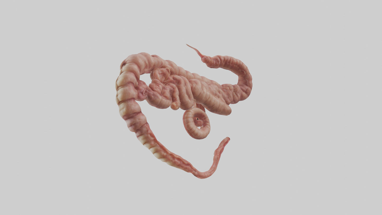 3D model Lion Small Intestine VR / AR / low-poly