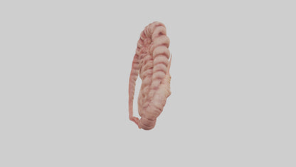 3D model Lion Small Intestine VR / AR / low-poly
