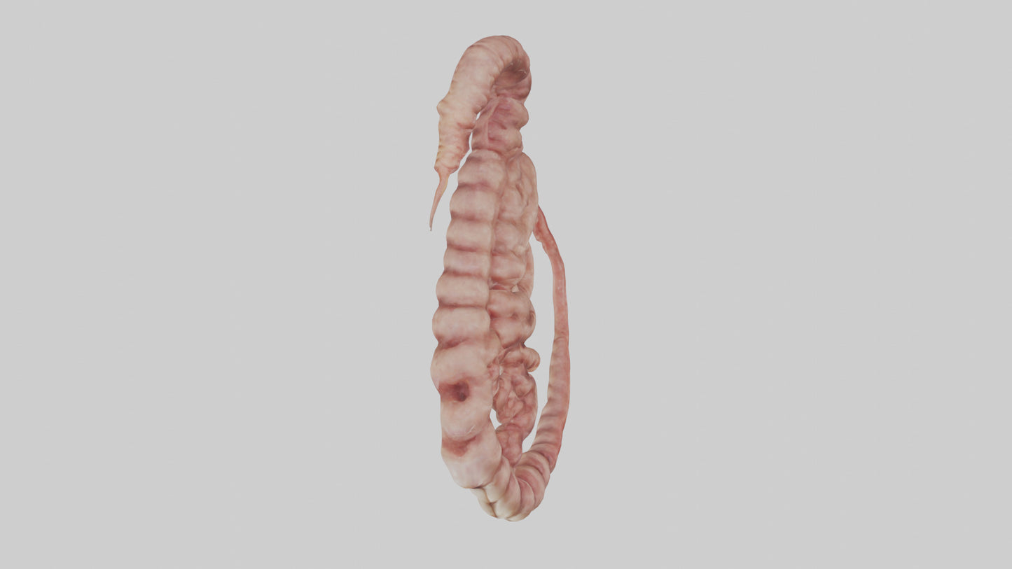 3D model Lion Small Intestine VR / AR / low-poly