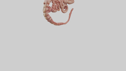 3D model Lion Small Intestine VR / AR / low-poly