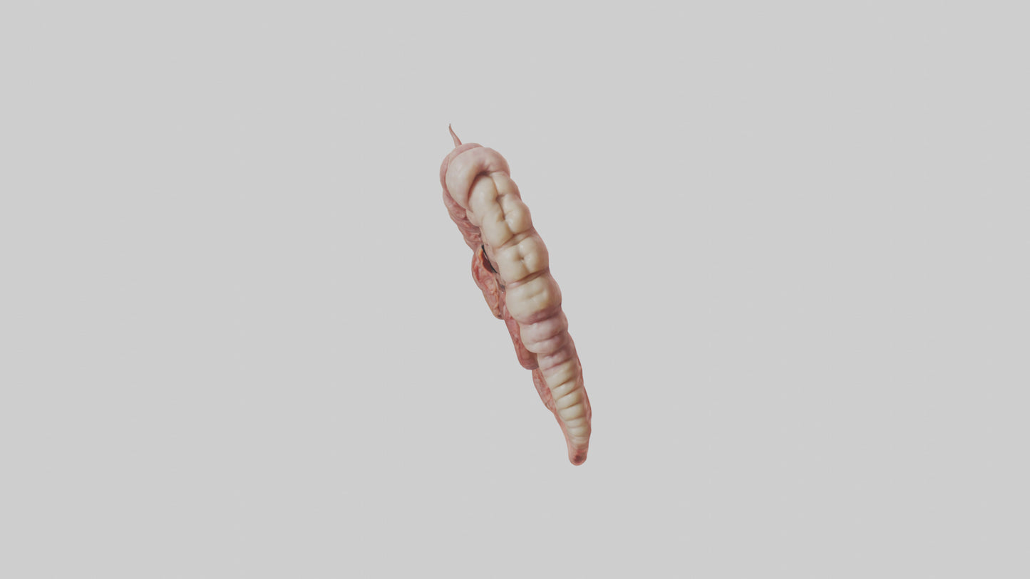 3D model Lion Small Intestine VR / AR / low-poly