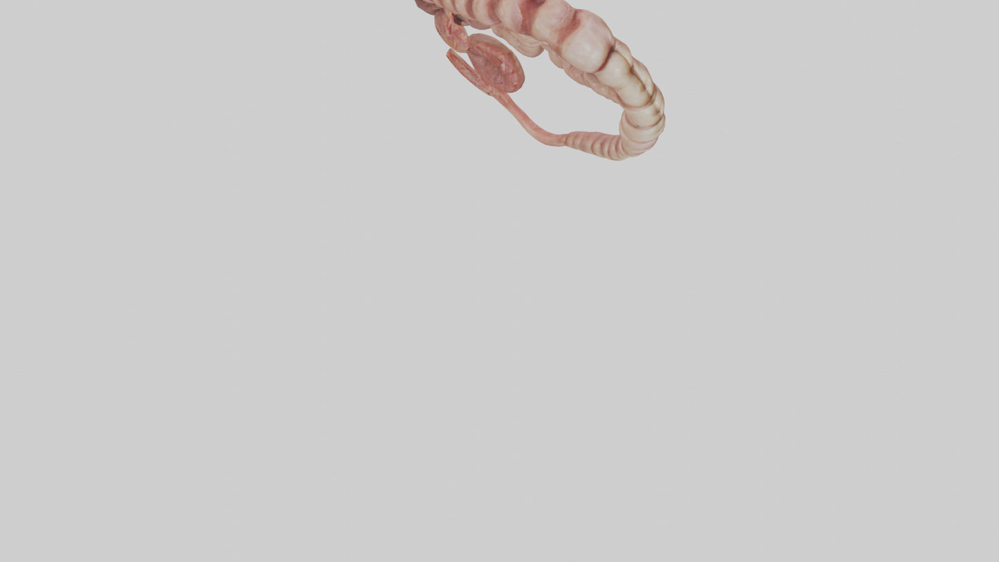 3D model Lion Small Intestine VR / AR / low-poly